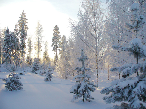 Snowy Forest at Winter